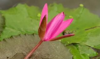 睡莲烂叶子怎么回事（睡莲烂叶是什么原因）