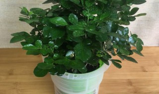 九里香怎么水培养殖方法（九里香怎样水培）