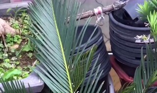 铁树怎么养殖方法和注意事项 铁树怎么养殖方法和注意事项视频