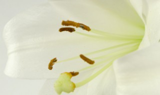 百合花怎么快速开花（百合花快速开花方法）