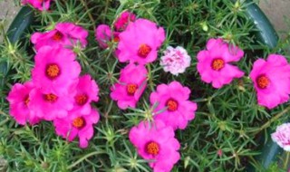 太阳花怎么浇水方法（太阳花怎么浇水方法视频）