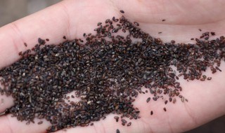 车前草怎么留种子 车前草怎么留种子视频