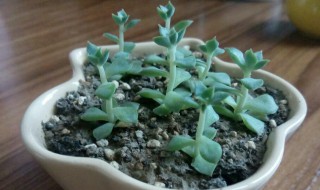 多肉小苗怎么养都不见长的原因 多肉小苗为什么不长大