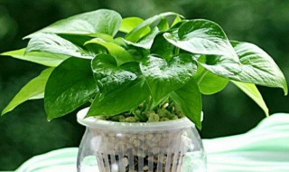 绿钻花怎么水培养殖方法 绿钻花的养殖方法和注意事项