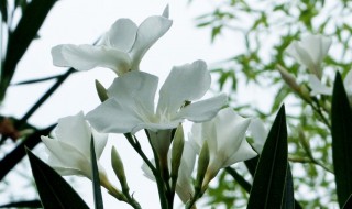 柳叶桃怎么修剪方法 柳叶桃怎么修剪方法图片