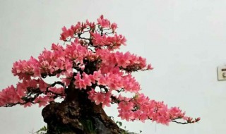 映山红怎么修剪方法 映山红怎样修剪才美观