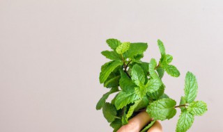 薄荷怎么养才能更旺盛（薄荷怎样养才能长的旺盛）