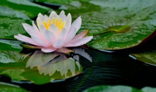 睡莲怎么养才能开花多 养的睡莲多长时间可以开花