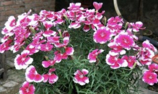 石竹花怎么养家庭养法 石竹花怎么养家庭养法图片