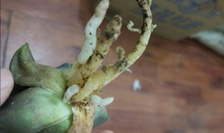 如何让玉露快速生根 玉露怎么发新根