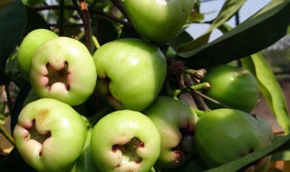 莲雾怎么修剪方法（莲雾修剪方法图解）