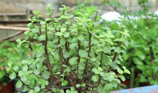 金枝玉叶如何正确浇水（金枝玉叶如何正确浇水视频）