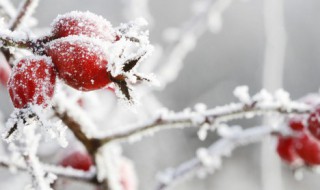 关于描写立冬的散文诗精选（关于描写立冬的散文诗精选十首）