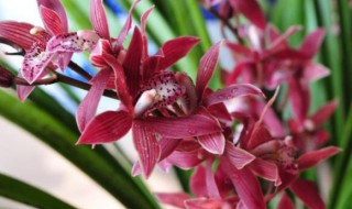 新手怎么养墨兰长势旺猛开花 墨兰怎么养才能更旺盛