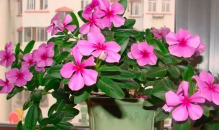 四季梅怎么养家庭养法（四季梅的养殖方法和注意事项）