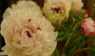 芍药盆栽怎么修剪方法 芍药盆栽怎么修剪方法视频