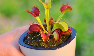 食虫草怎么养殖方法 食虫草养殖方法和注意事项