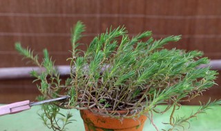 太阳花怎么修剪方法（太阳花怎样修剪）