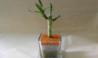 观音竹怎么水养 观音竹怎么水养才旺盛图片