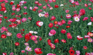 虞美人怎么种植（虞美人怎么种植最好?）