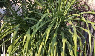 龙须树的汁液有毒吗 龙须树的汁液有毒吗能吃吗