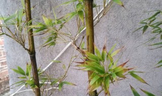 紫竹怎么养护长得好 紫竹怎么养才长得好