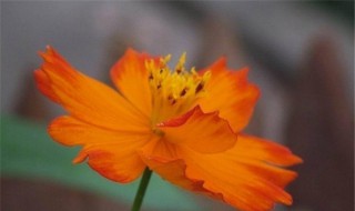 黄秋英怎么养长的好 黄秋英生长环境