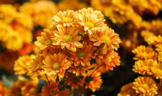 扭扣菊怎么浇水方法 乒乓菊怎么浇水