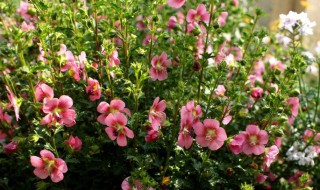 木槿花怎么修剪方法（木槿花怎么修剪方法视频）