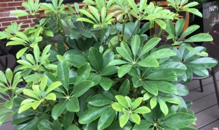 鹅掌藤怎么修剪方法 如何修剪鹅掌藤