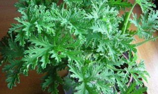 驱蚊草怎么修剪方法 驱蚊草怎么修剪方法图片