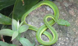 竹叶青怎么养护才好（竹叶青如何养活）