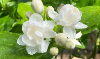 法国茉莉不开花是什么原因 法国茉莉不开花的原因