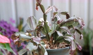 钱串子烂根怎么补救 钱串花烂根怎么办