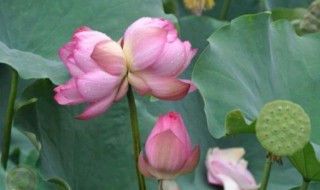 并蒂莲怎么种植（盆栽并蒂莲的种植方法）