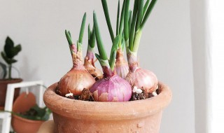 洋葱怎么养水养方法（洋葱怎么用水养）