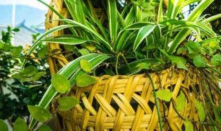 吊草怎么养才能更旺盛（吊草如何养）