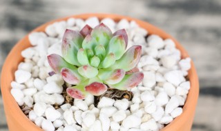淡雪多肉怎么养殖方法（淡雪多肉用什么土养好）