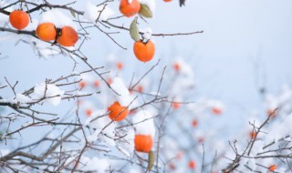 立冬节气唯美文案大全（立冬节气的文案）