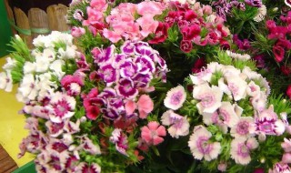 石竹花怎么水养 石竹花怎么水养才能活