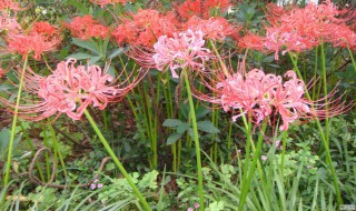 彼岸花怎么种（彼岸花怎么种植和养护）