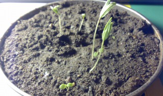 茄子怎么留种子 茄子秧怎么种