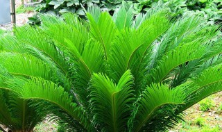 铁树怎么水培养殖方法（怎样培养铁树）