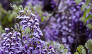 紫藤怎么修剪好看 紫藤怎么修剪好看视频