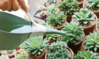 怎么给多肉浇水才更加合适 怎么样给多肉浇水