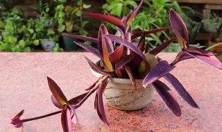 吊竹兰怎么养才能更旺盛（竹节吊兰怎么养才能更旺盛）