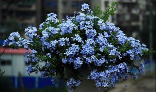 蓝雪怎么修剪方法 蓝雪花修剪方法