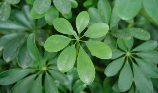 鹅掌木怎么养殖方法和注意事项（鹅掌木怎么养殖方法和注意事项图解）