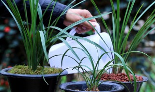 兰花草怎么浇水方法（兰花草怎么浇水方法图解）