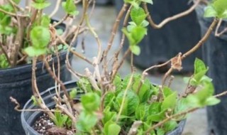 绣球花怎么种植长芽长叶（绣球花怎么发芽）